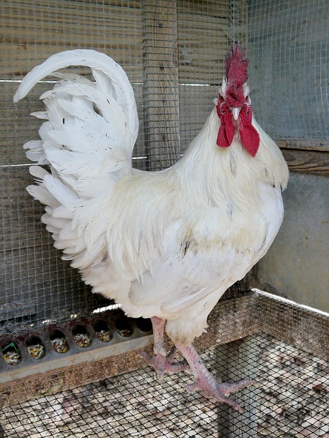 Bresse Huhn — Hühnerstall kaufen